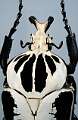 Goliathus regius